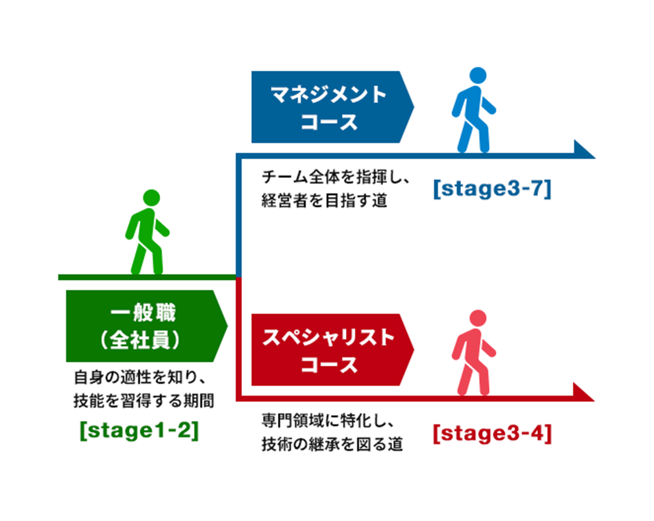 一般職からマネジメントコースとスペシャリストコースのキャリアを表した図